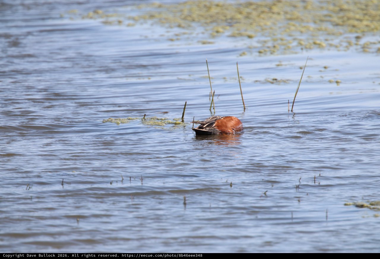 Cinnamon Teal Duck Foraging in Shallow Wetland Waters