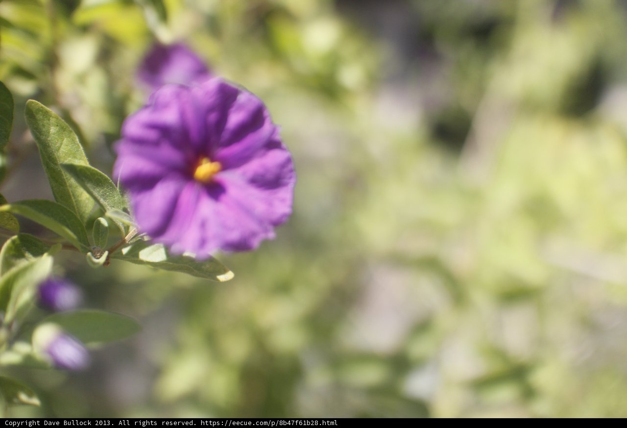 Purple Geranium Flower Amidst Lush Green Foliage