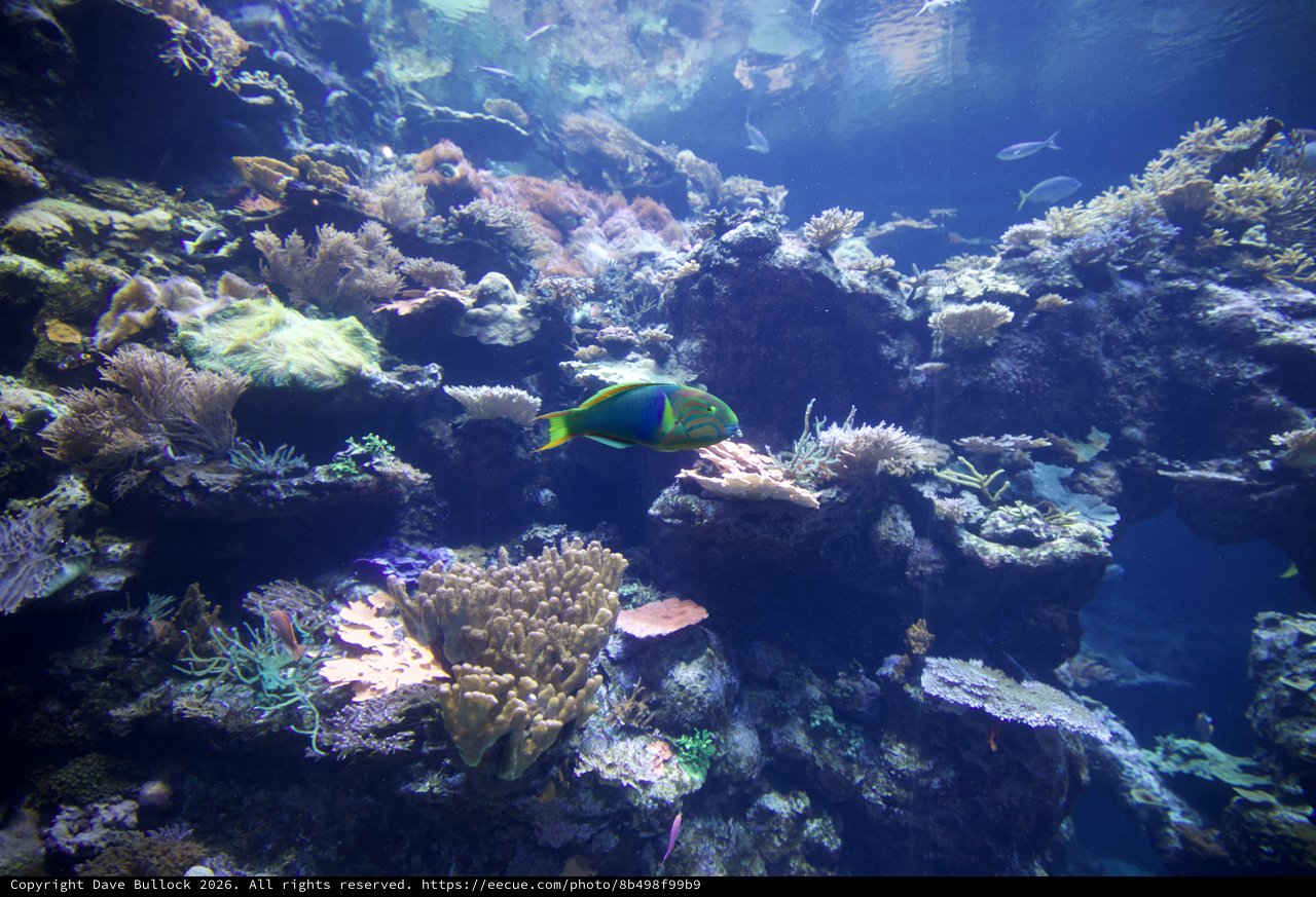 Vibrant Coral Reef Ecosystem with Tropical Fish