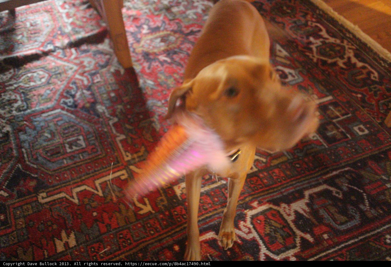 Cute Corgi Playing with Toy on Home Decor Rug
