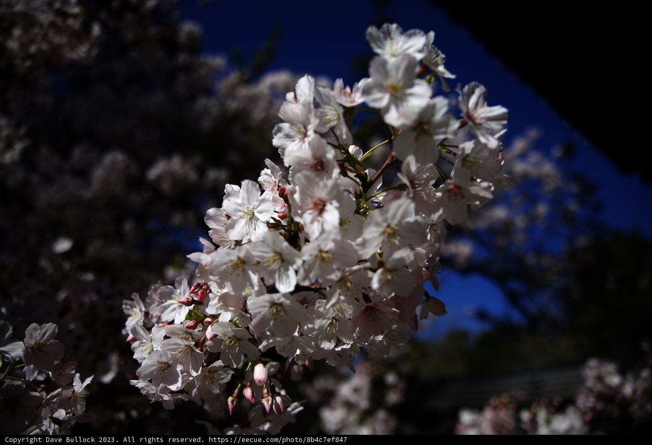 Cherry Blossoms in Kyoto-Inspired Garden