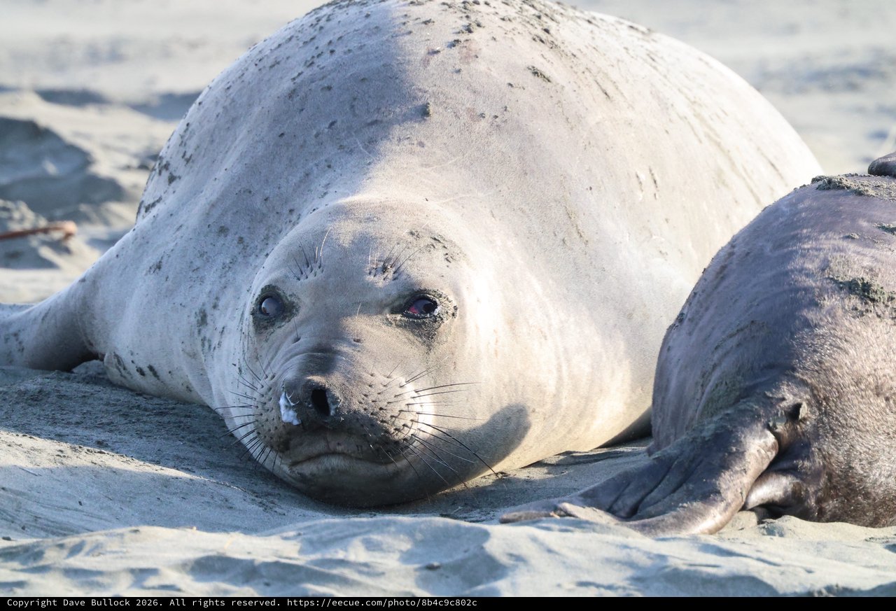 Young Elephant Seal Pup Resting on Drakes Beach