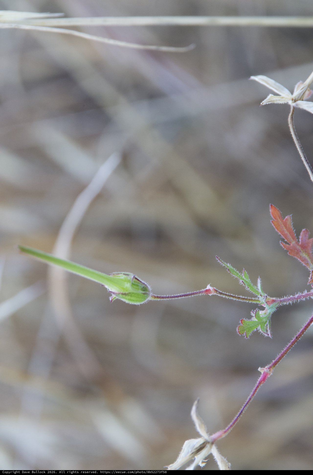 Delicate Filaree Seedpod Emerging in Dry Grassland