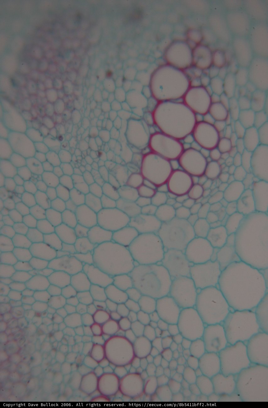 Bubble Patterned Plant