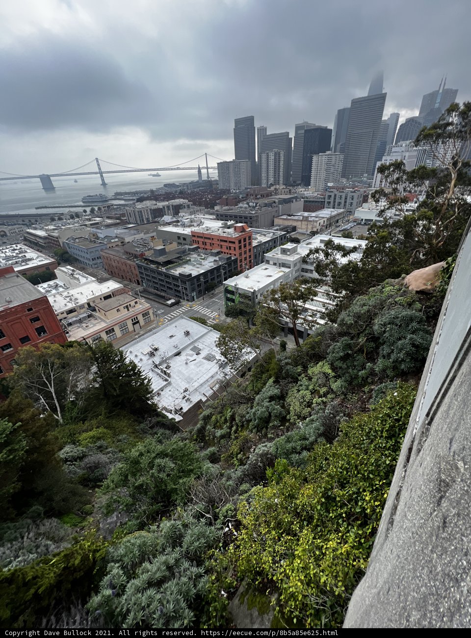 San Francisco's Urban Jungle