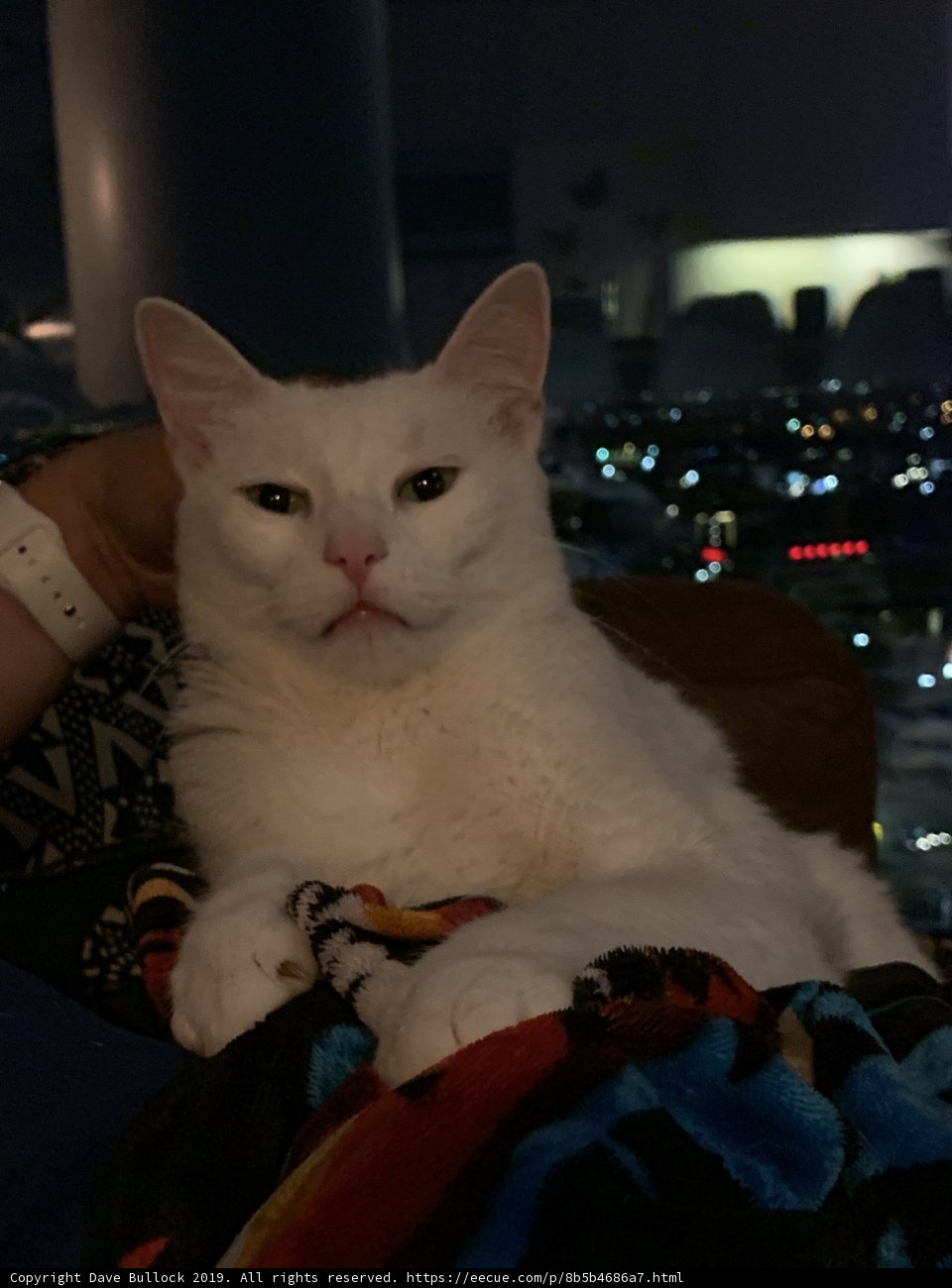 Cozying Up with My Feline Friend