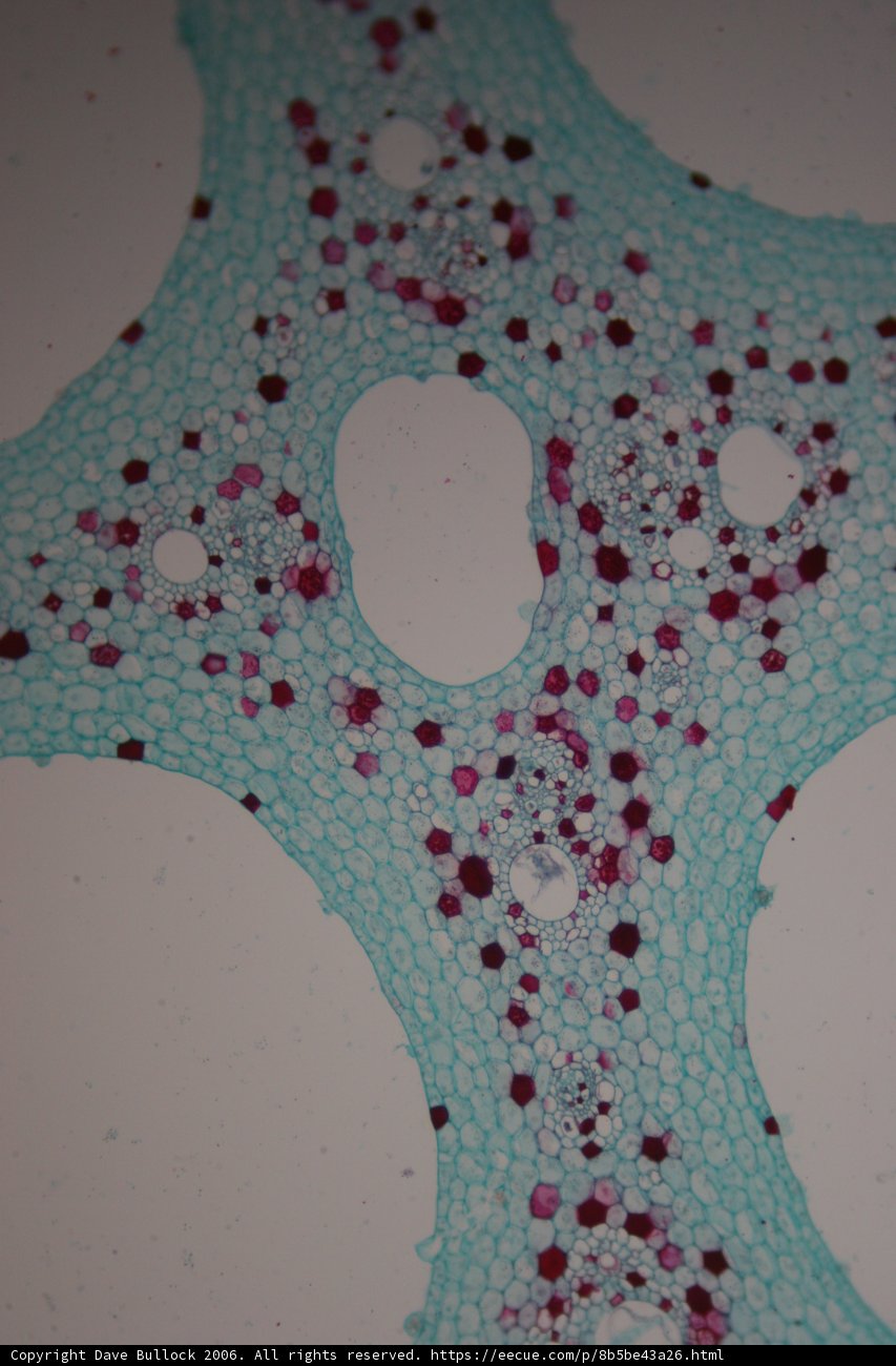 Microscopic Beauty