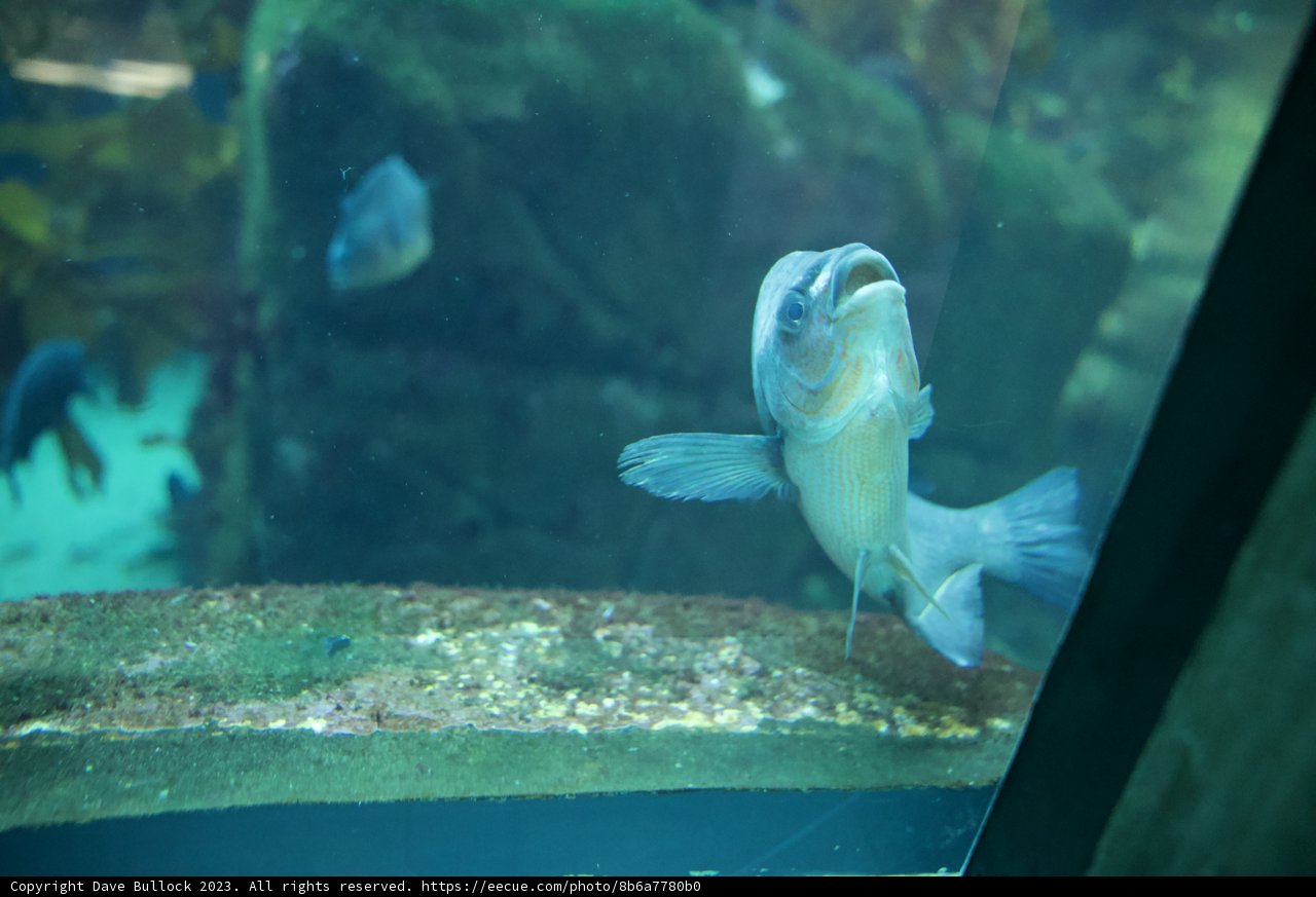 Captivating Encounter at Monterey Bay Aquarium 2023