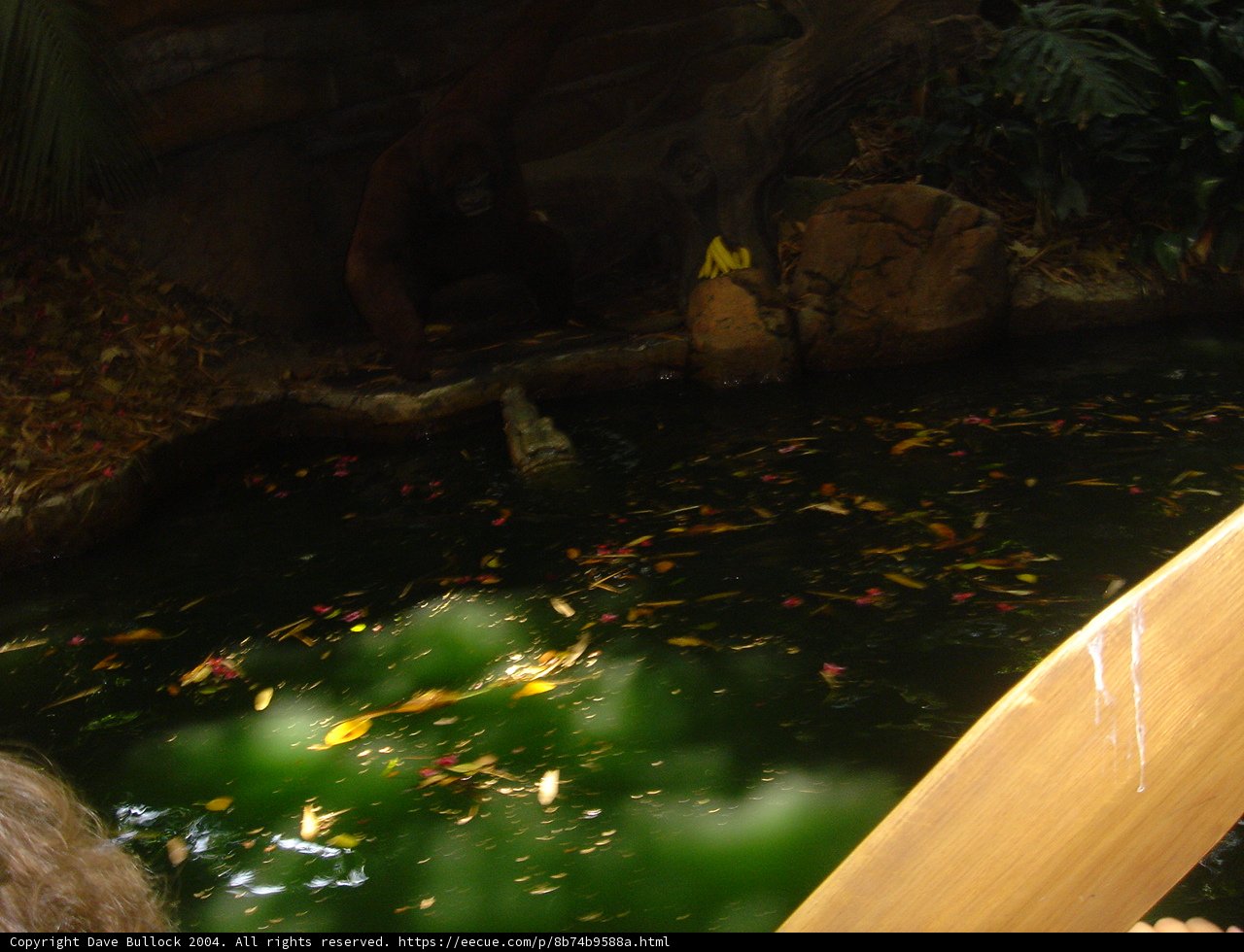 Surfing amidst Nature's Aquatic Wonders