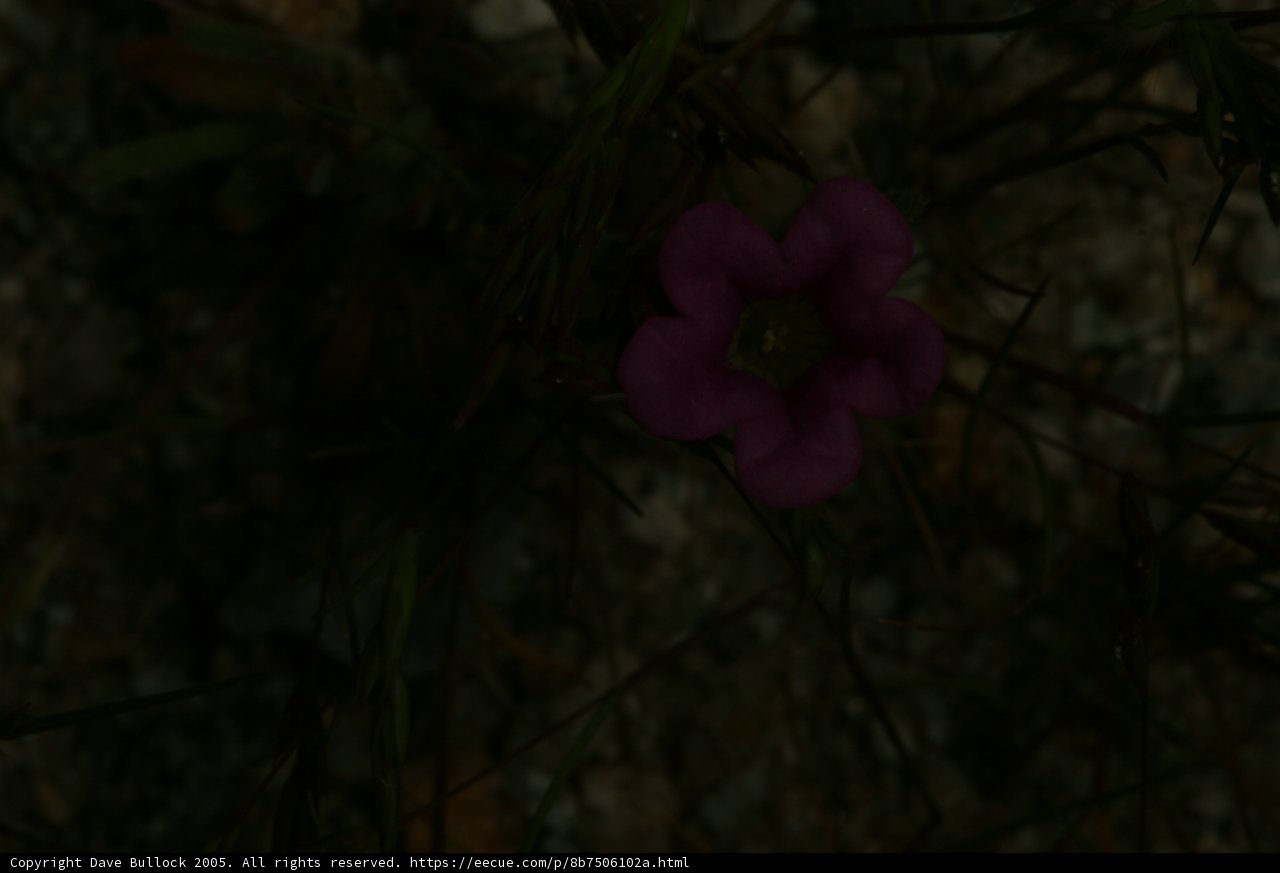 Twilight Bloom
