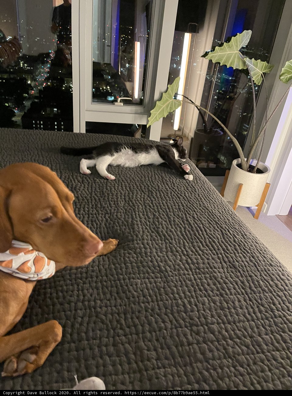 Cozy Companions