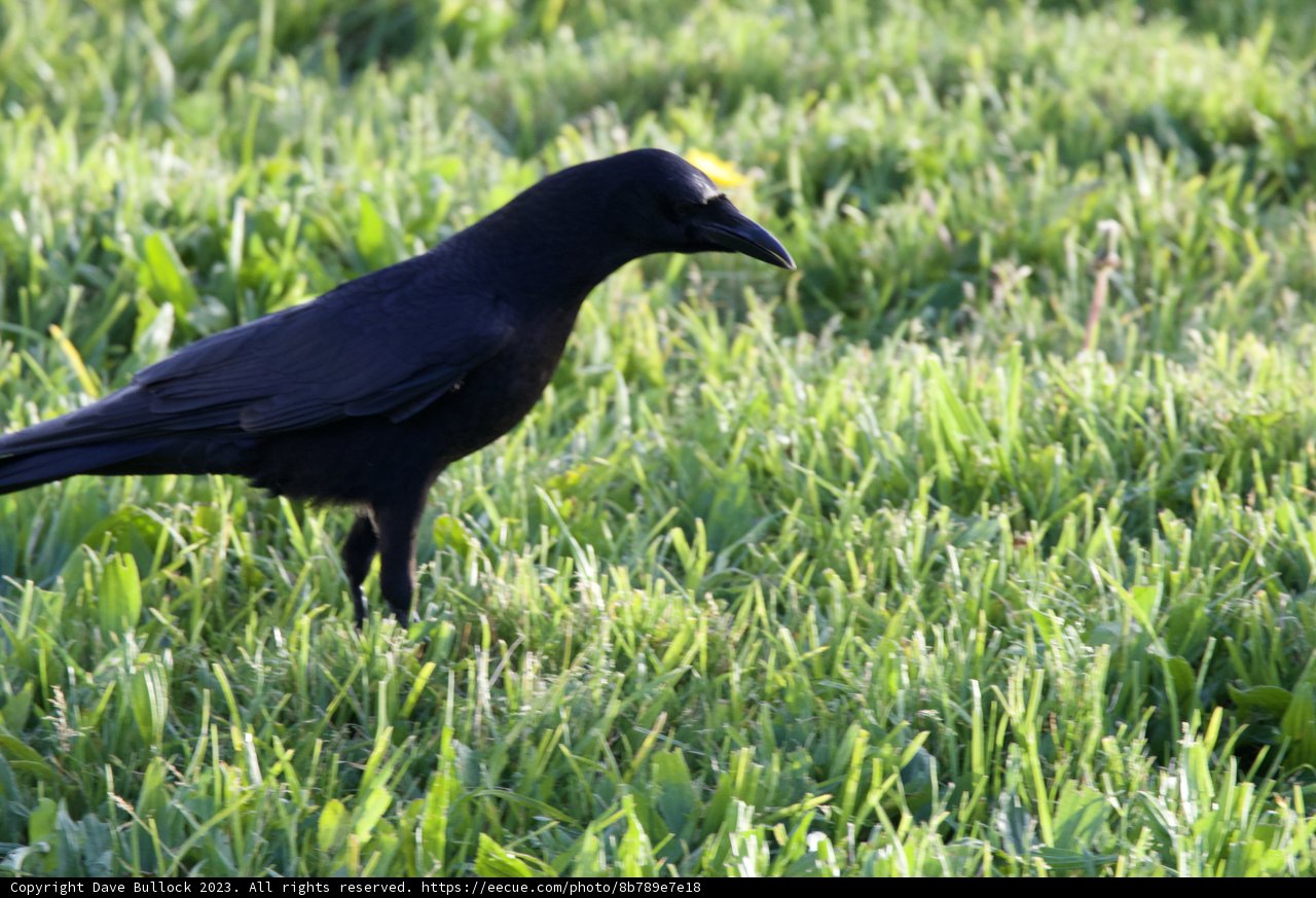 Solo Sentinel: A Blackbird Moment