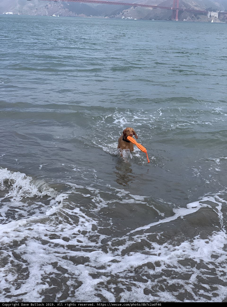 Fun in the Sun with a Furry Friend