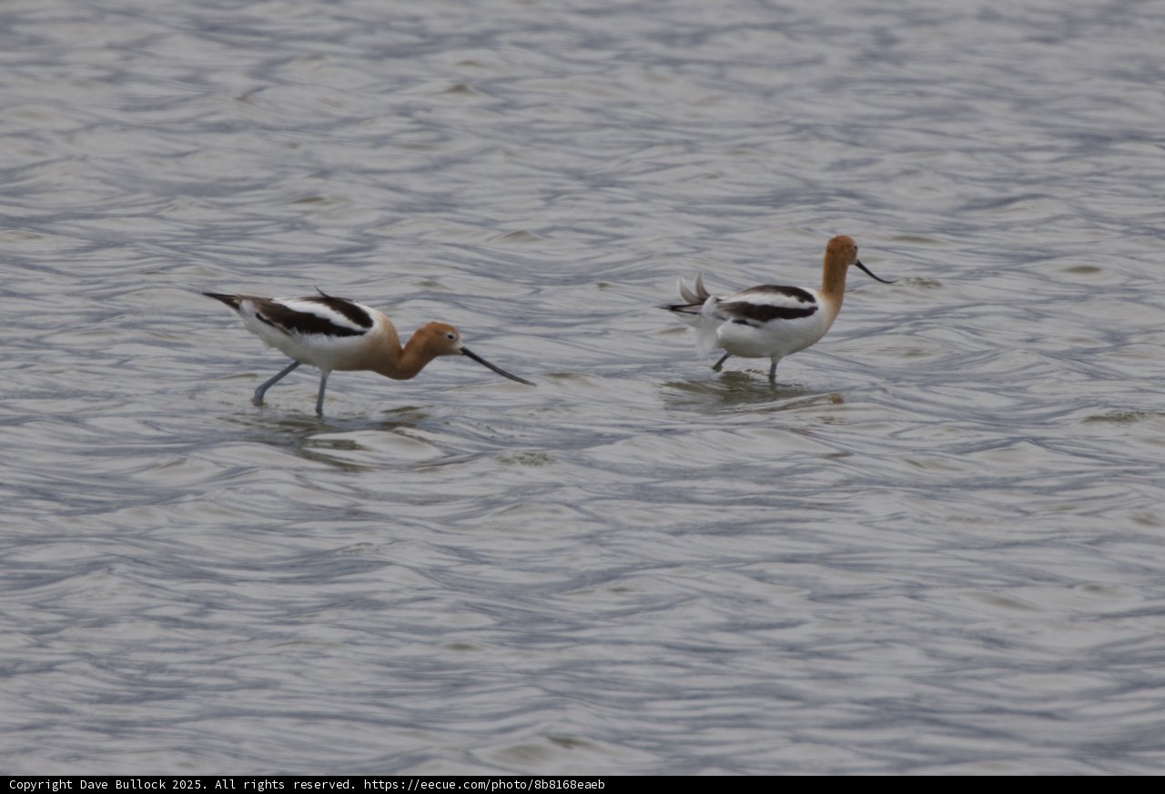 Tranquil Waders of San Pablo Bay