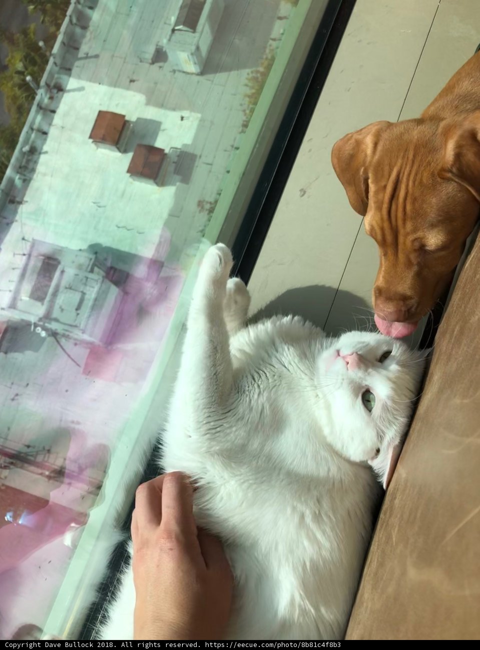 Furry Best Friends
