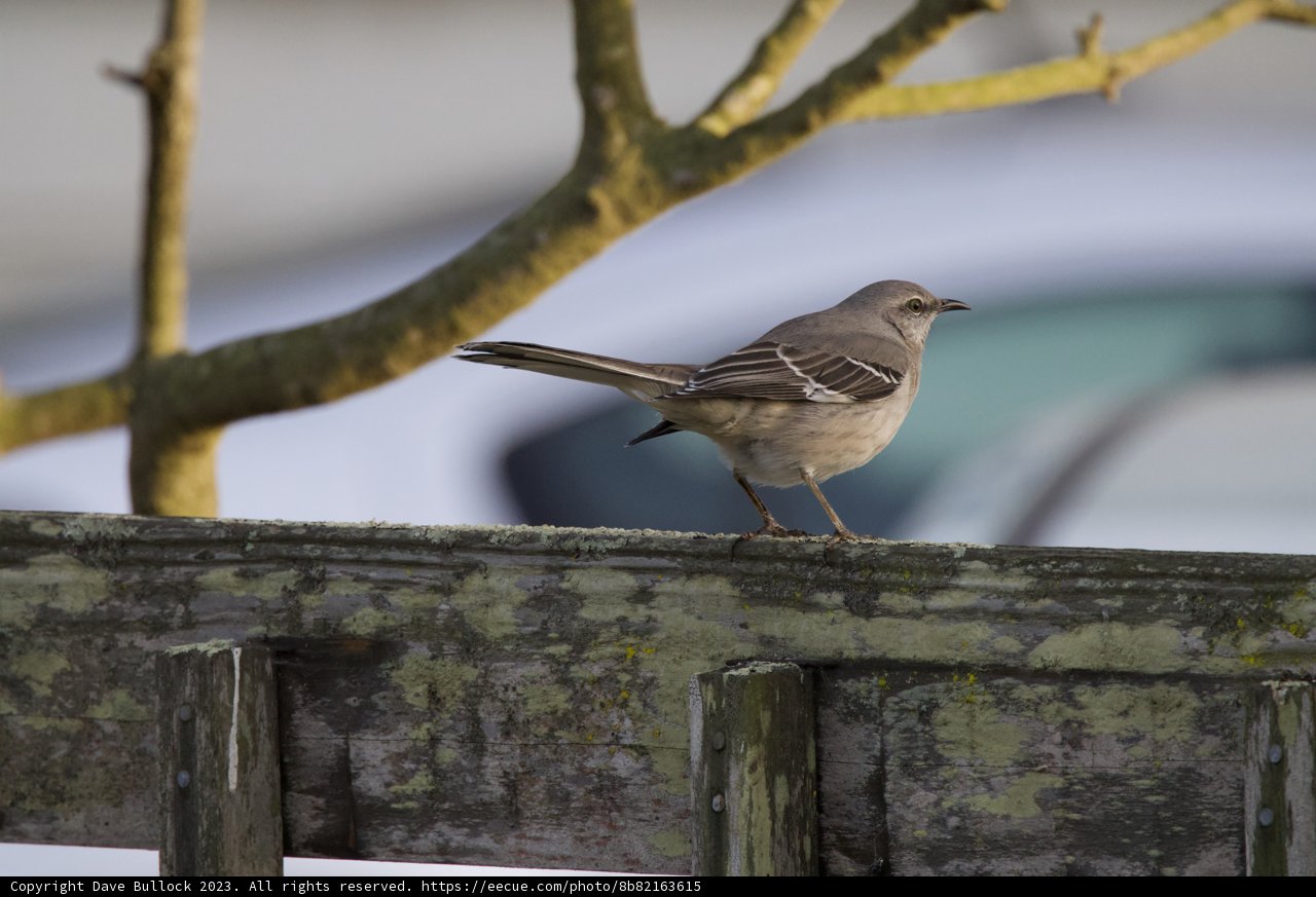 Sparrow Perch at Fort Mason
