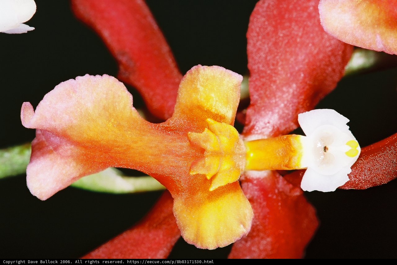 White Centered Orchid Blooms