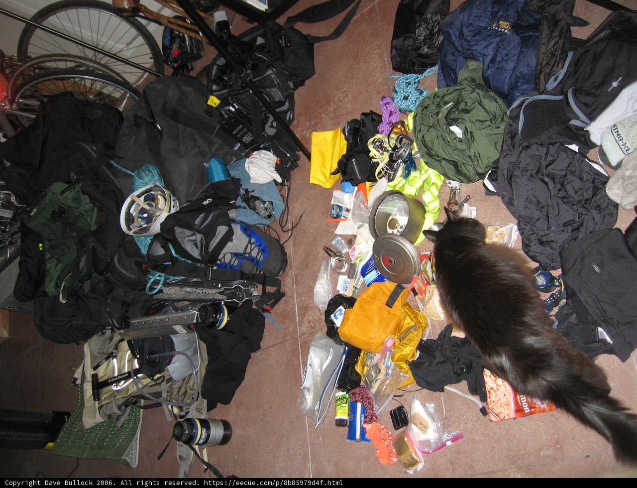 Cat surrounded by gear