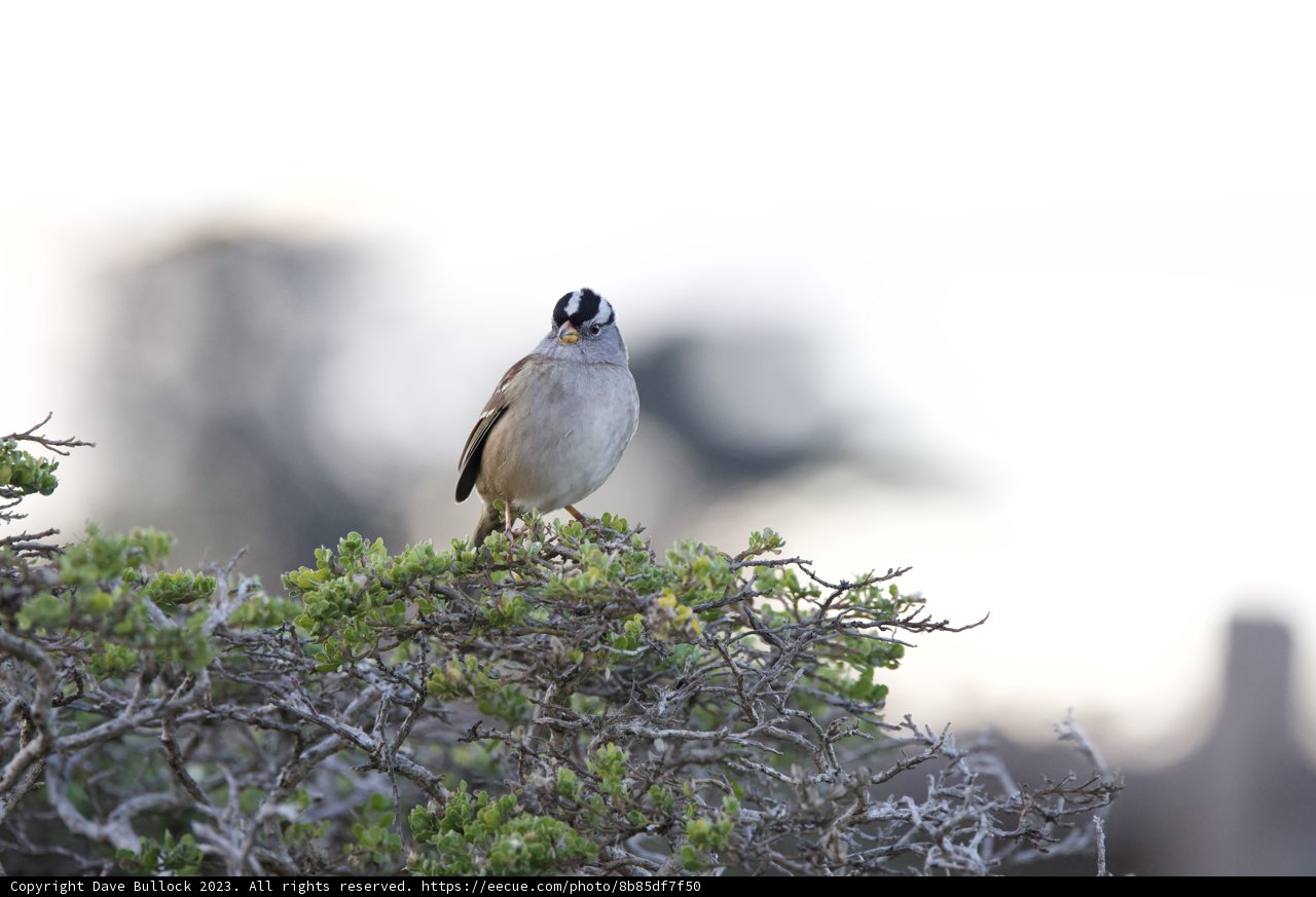 Sparrow Watch at Lake Merced, 2023