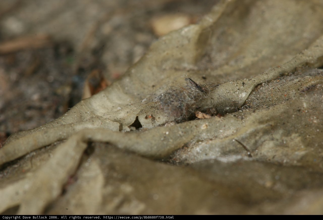 Minuscule Spider on a Leaf