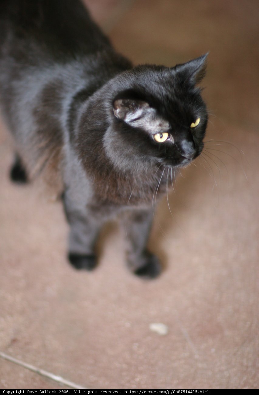 The Watchful Feline