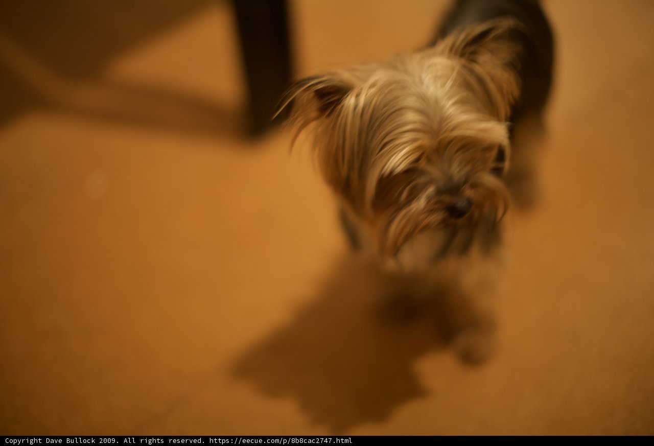 Cute Terrier Puppy at 2009 SRPC Show