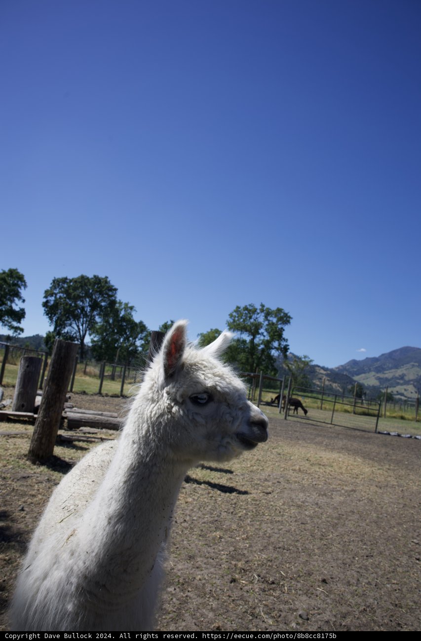 Curious Gaze: A Llama in Calistoga