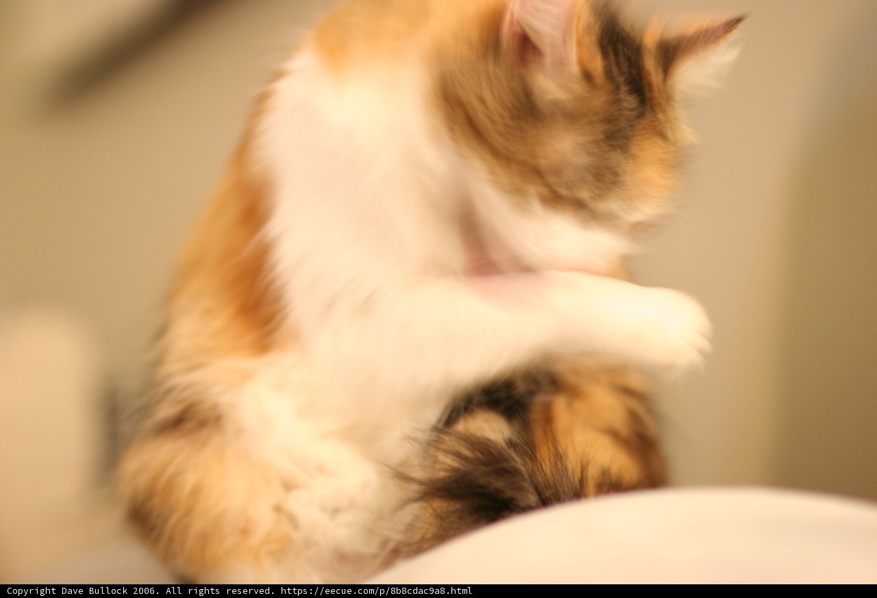 Cozy Feline on a Bed