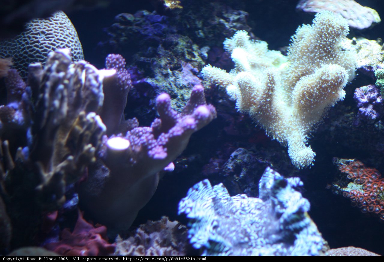 A Diverse Coral Reef