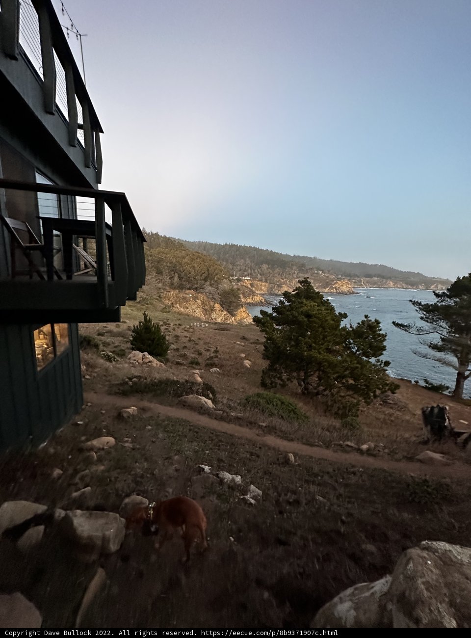 Canine Companion on a Breezy Hillside