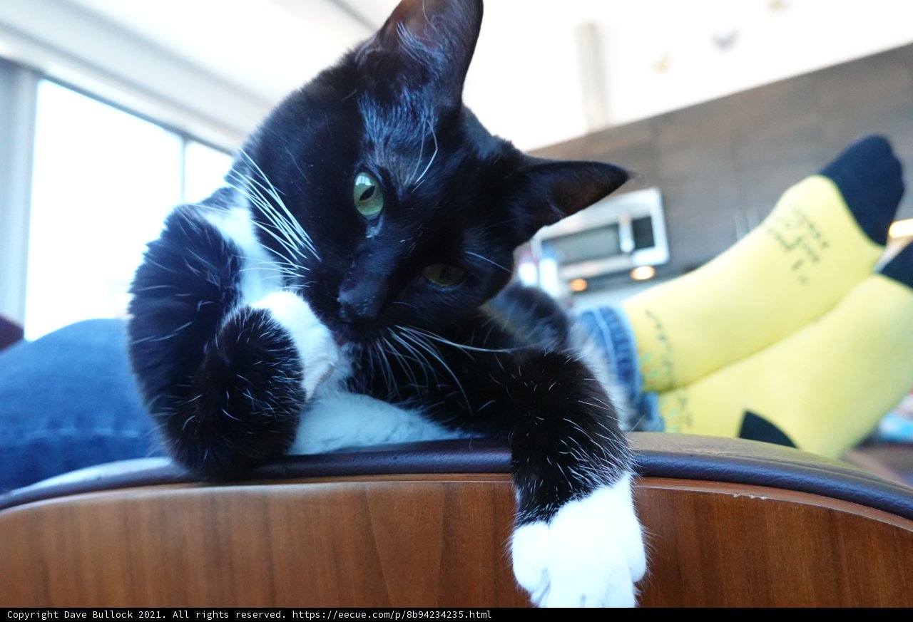 A Black and White Cat Relaxing on a Cozy Chair