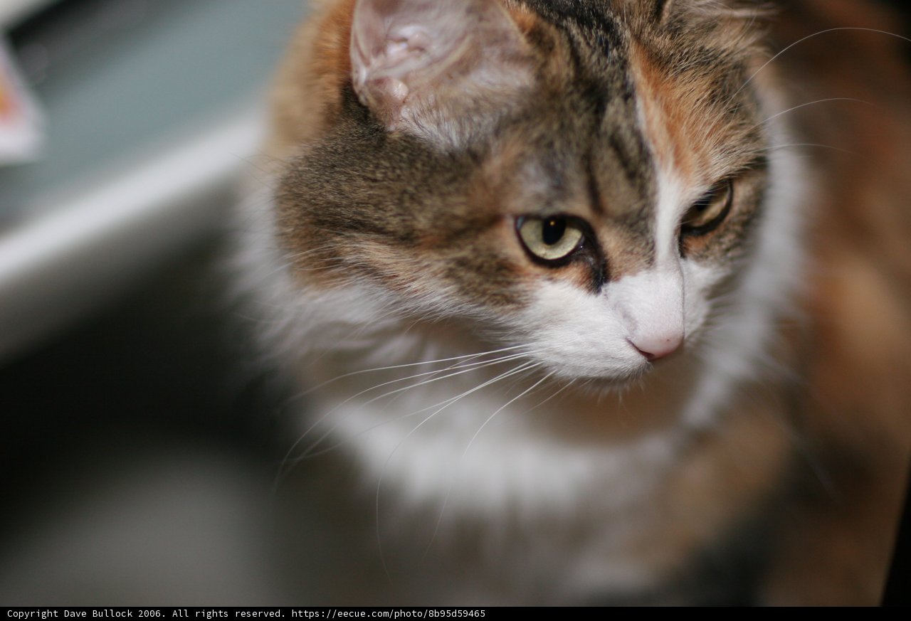 Captivating Cat