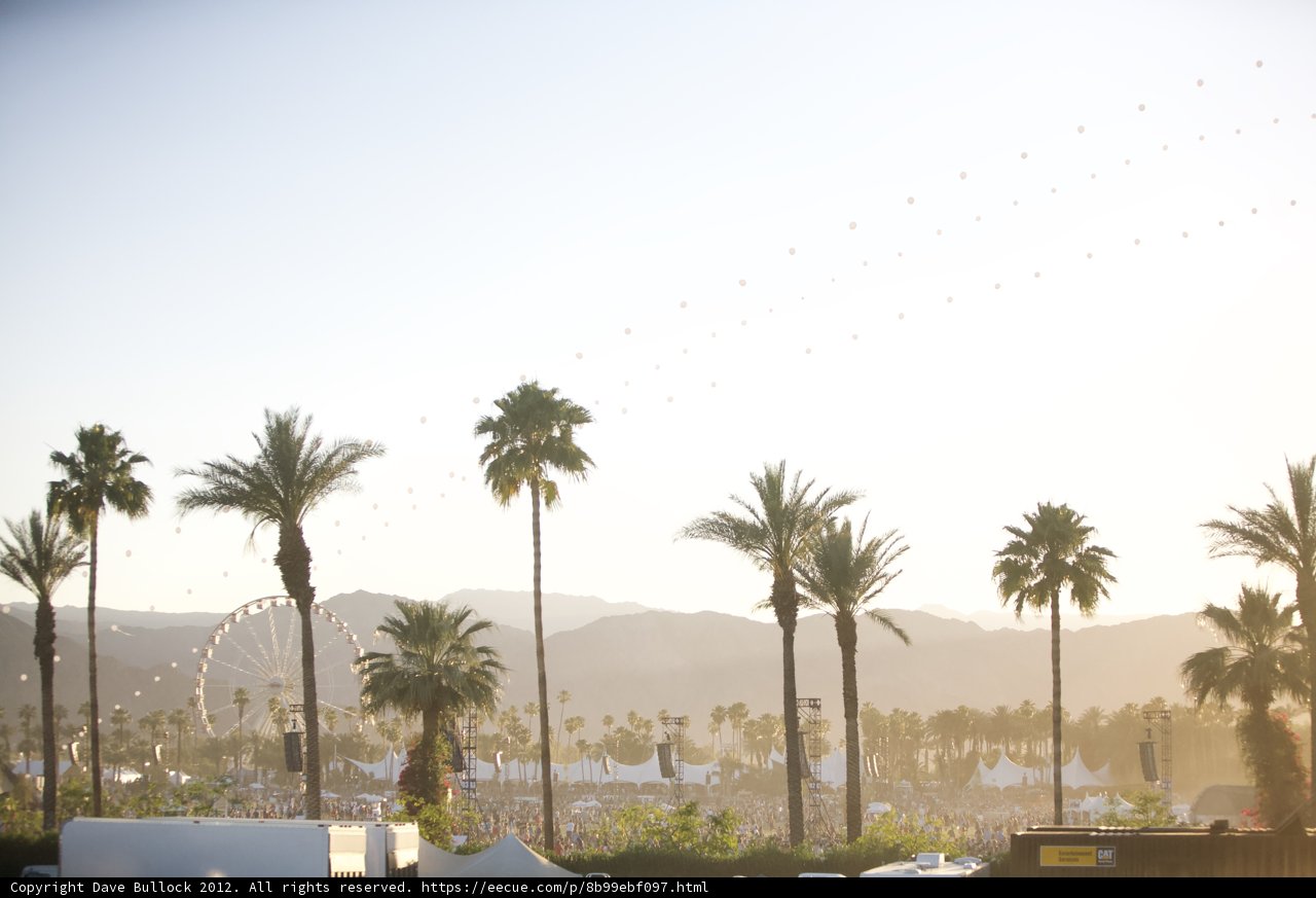 Flying Over Palm Trees
