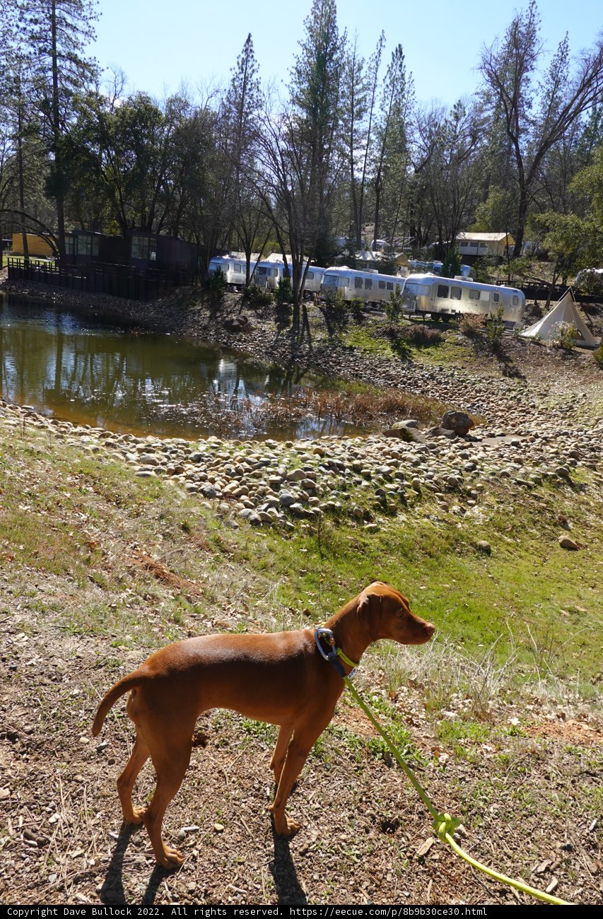 Leashed Pup enjoys day at the Park with Nature's Best