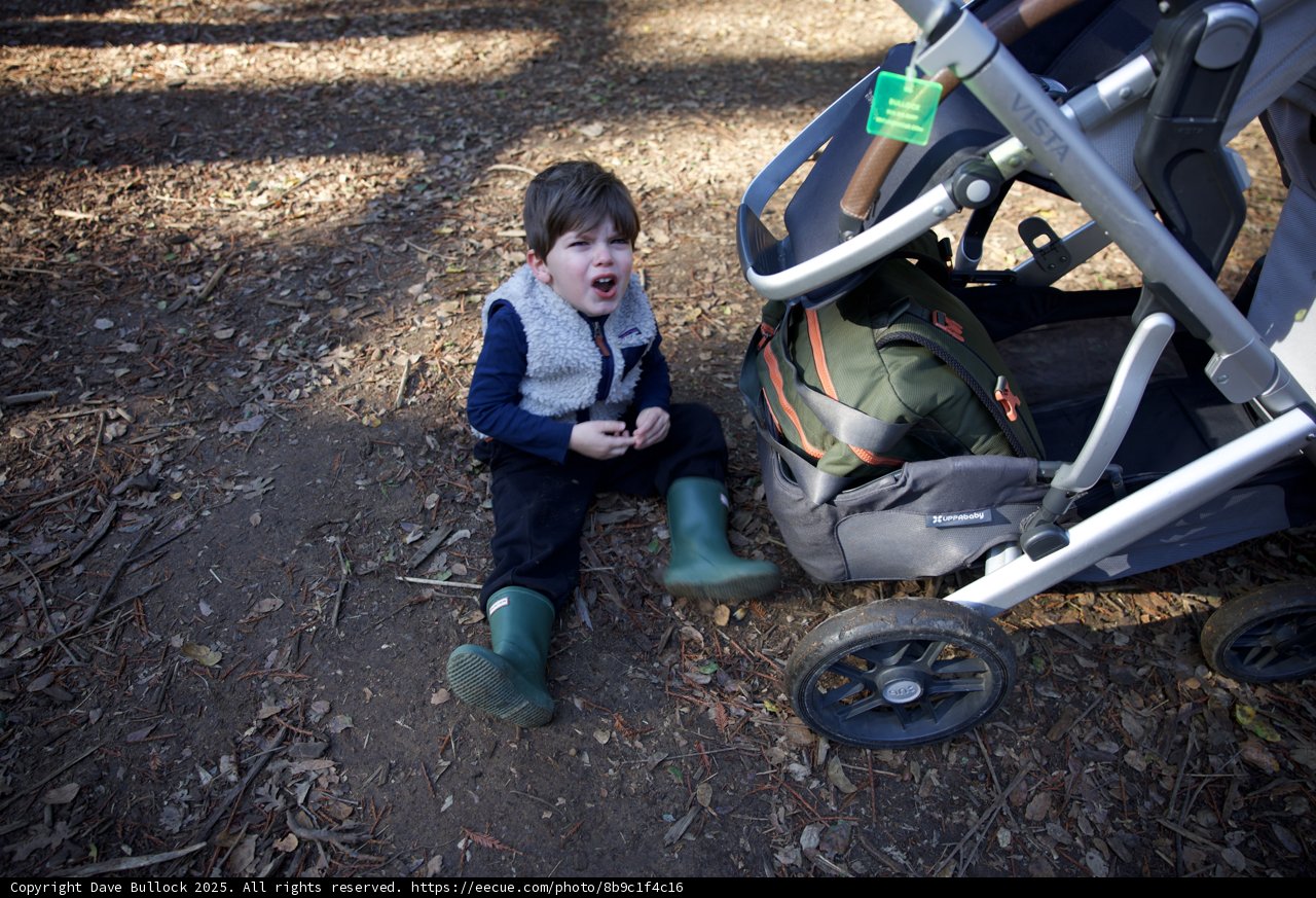 A Tough Moment on a Woodland Adventure