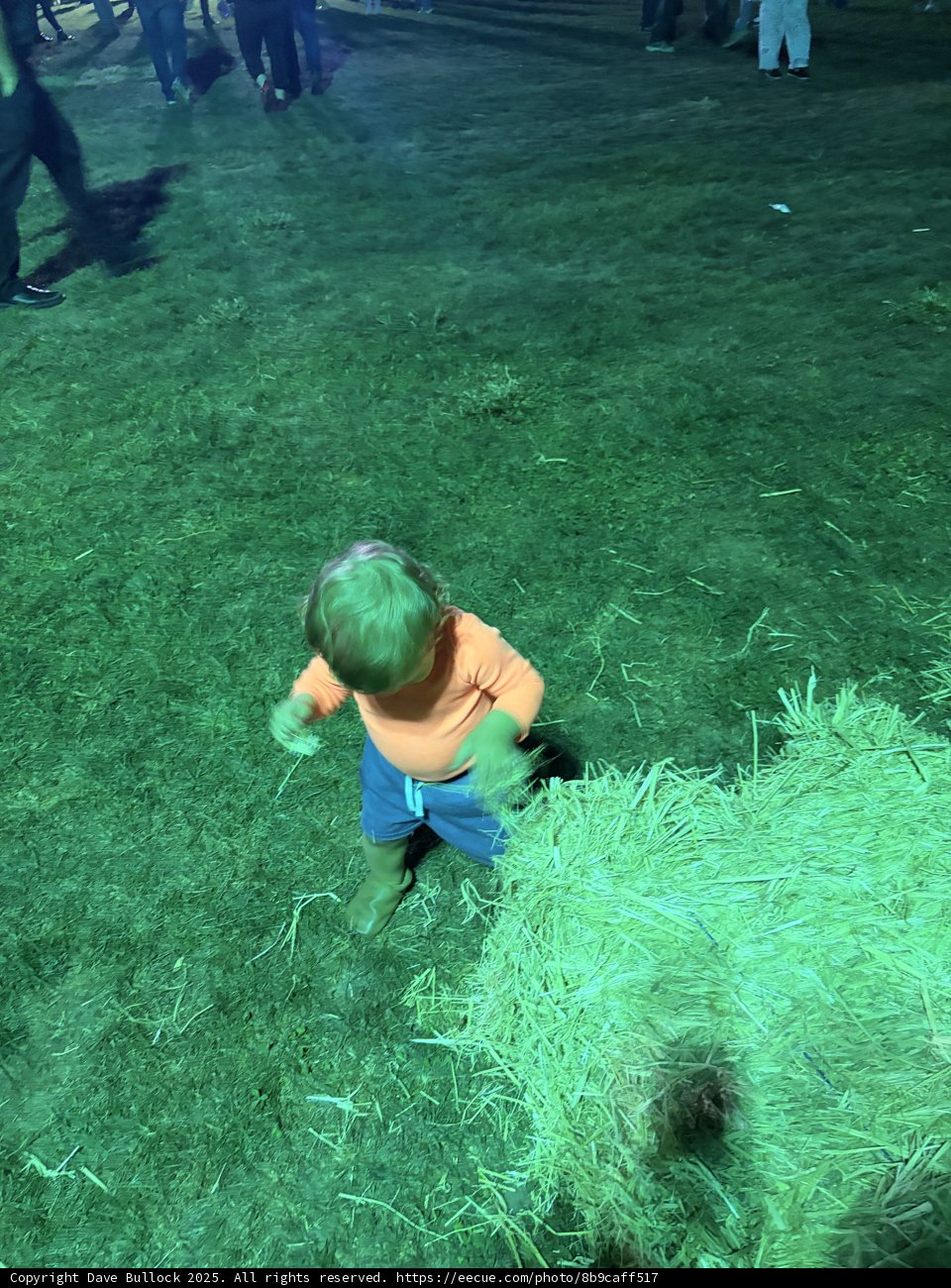 Little Explorer on the Lawn