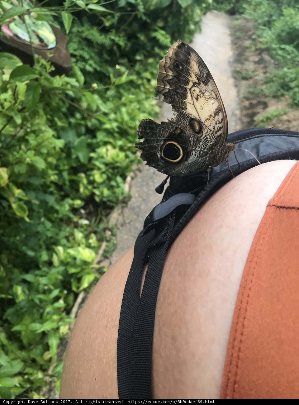 Butterfly Landing