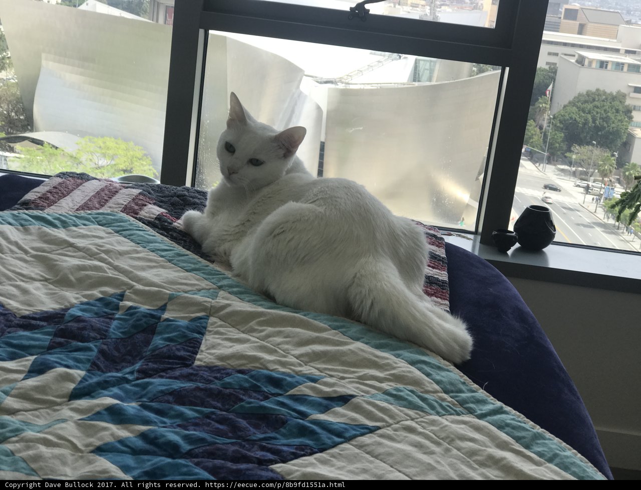Feline Relaxation