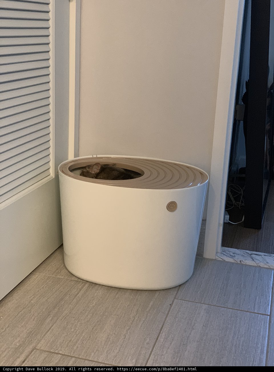 Feline Throne for a Modern Home