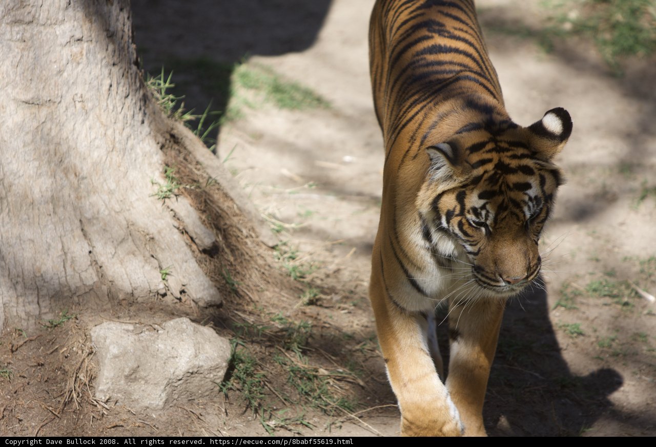 Majestic Tiger Strolling Through Nature
