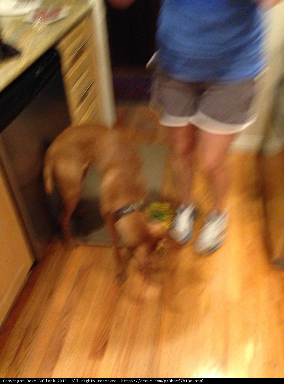 Kitchen Companion