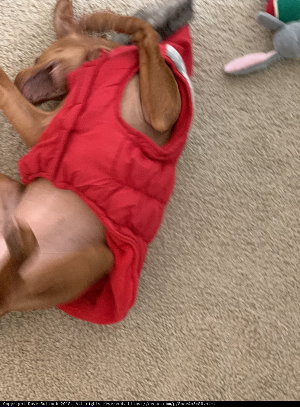 Fashionable Pooch