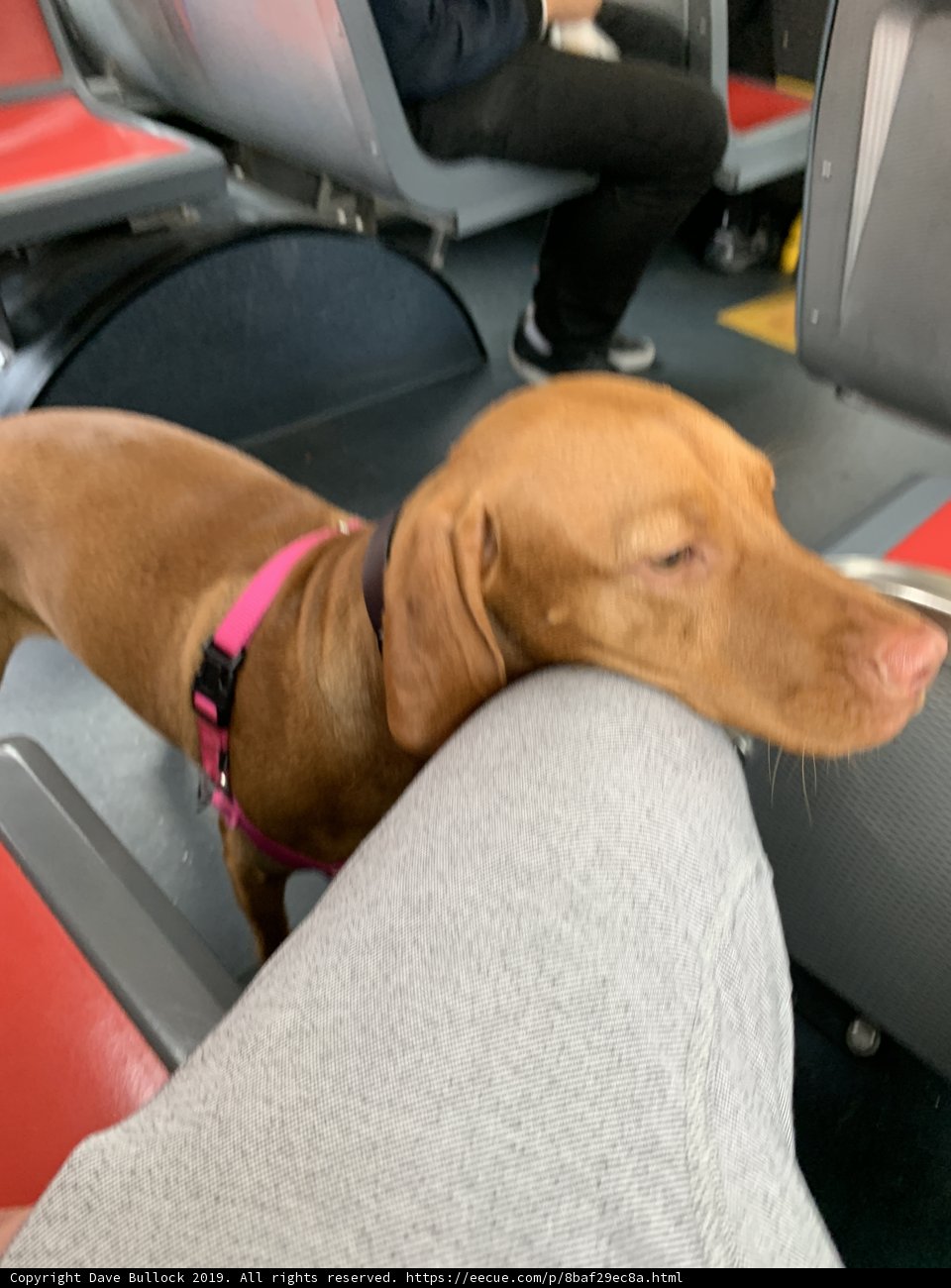 Sleeping Vizsla on Bus Seat