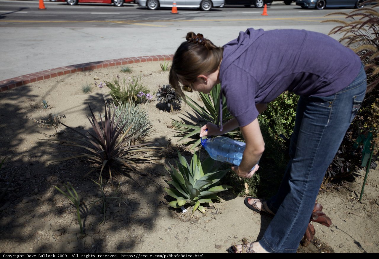 Parking Lot Garden