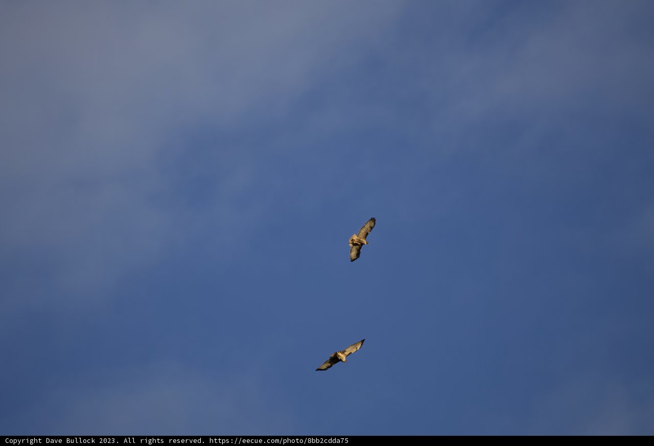 Soaring Spirits of Lake Merced