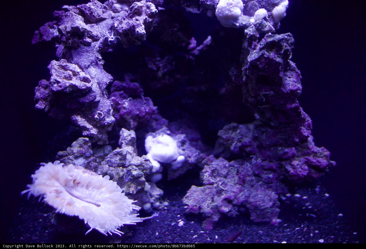 Dazzling Depths: An Underwater Spectacle