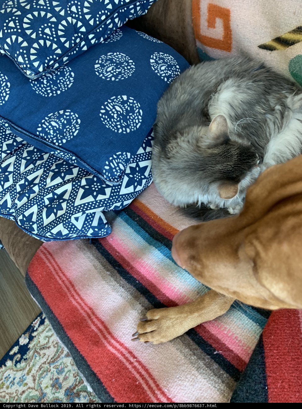 Furry Friends Take Over the Couch