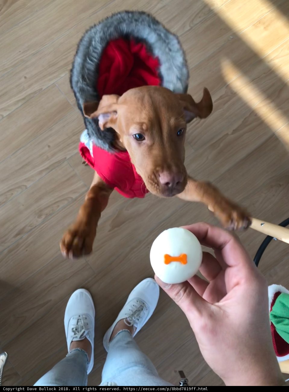 Eggcellent Adventure with Doggo in Red Coat
