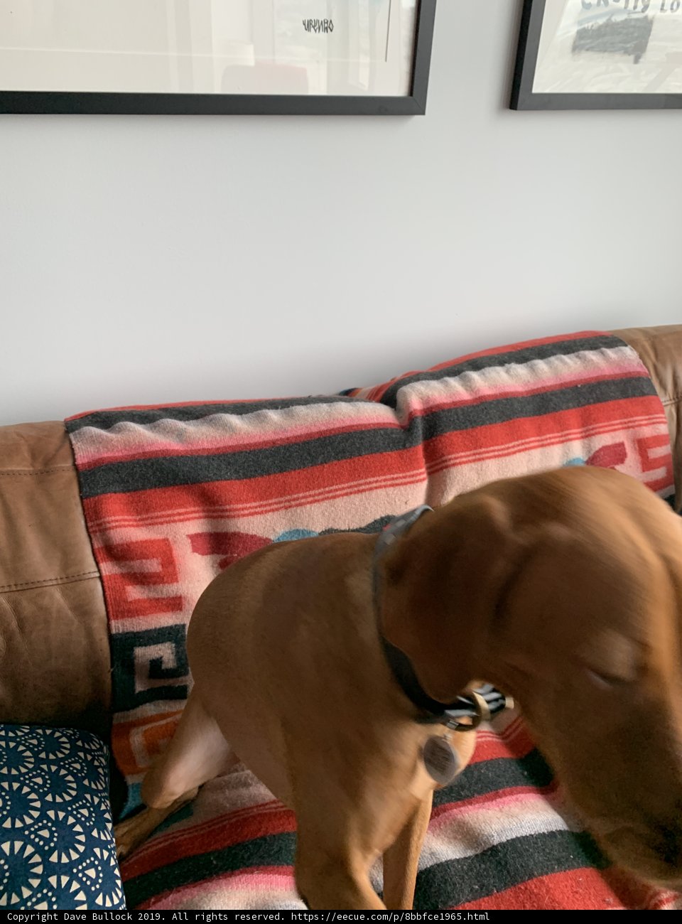 Couch Pup!