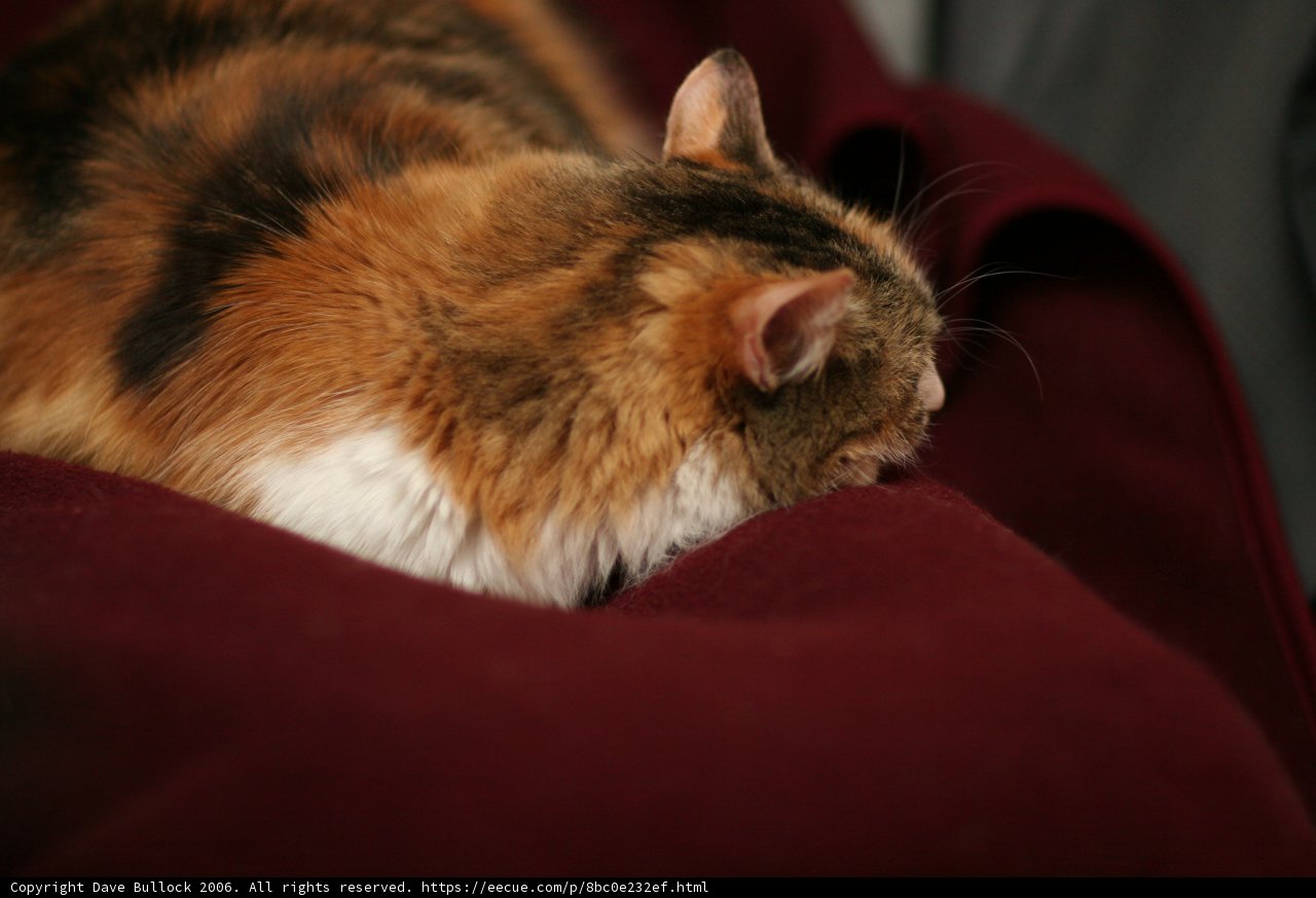 Cozy Cat on Velvet Red Blanket